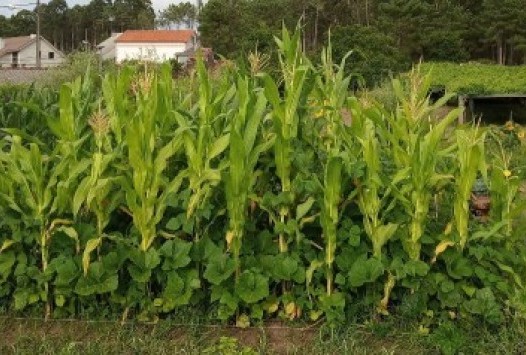 “Método Biointensivo de Cultivo de Alimentos”.