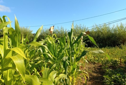 ¿Qué es A Milpa do Salnés?